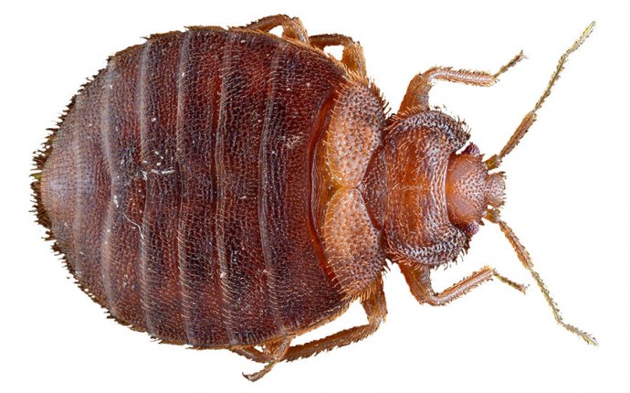 Carpet Beetle Pared To Bed Bug - Carpet Vidalondon