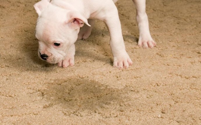 Cleaning Pet Stains From A Carpet