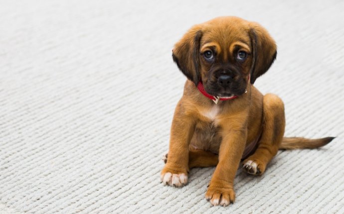 How to Remove Pet Stains & Odor From Your Carpet | HomeAdvisor