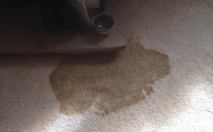 What to do when your dog was sick on your lovely creme carpet