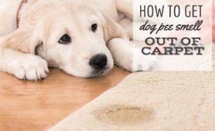 How to Get Dog Pee Smell Out of Carpet