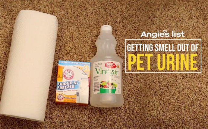 Best way to clean pee from Carpet