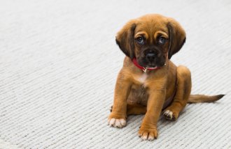 How to remove pet odor from carpets