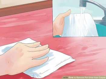 Image titled Remove Pet Urine from Carpet Step 13