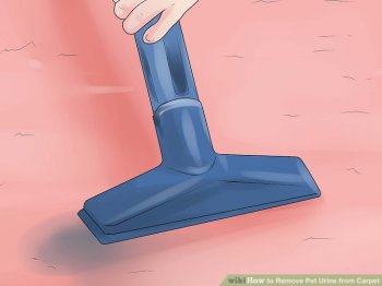 Image titled Remove Pet Urine from Carpet Step 14