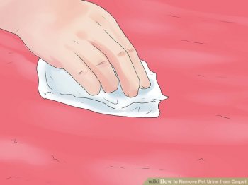 Image titled Remove Pet Urine from Carpet Step 15