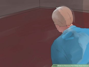 Image titled Remove Pet Urine from Carpet Step 10