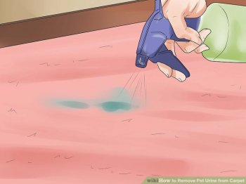 Image titled Remove Pet Urine from Carpet Step 12