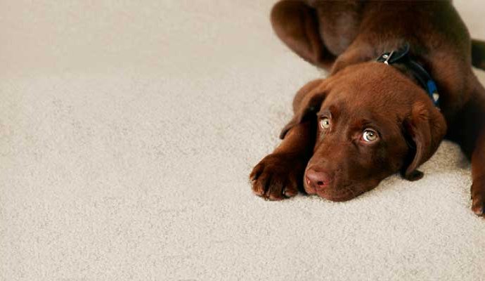 Professional Carpet Cleaning Pet urine